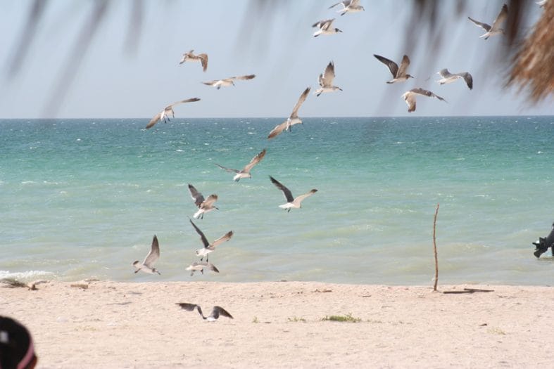 Las playas de arenas blancas son un atractivo de Sisal
