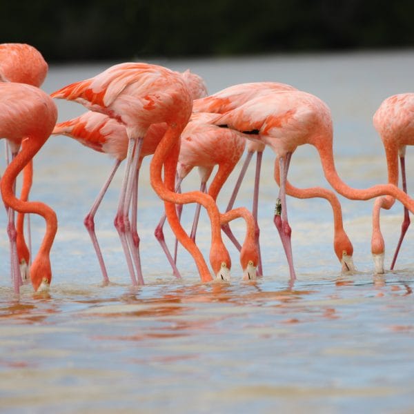 Flamenco Rosa del Caribe, prodigio del mundo de las aves en Yucatán