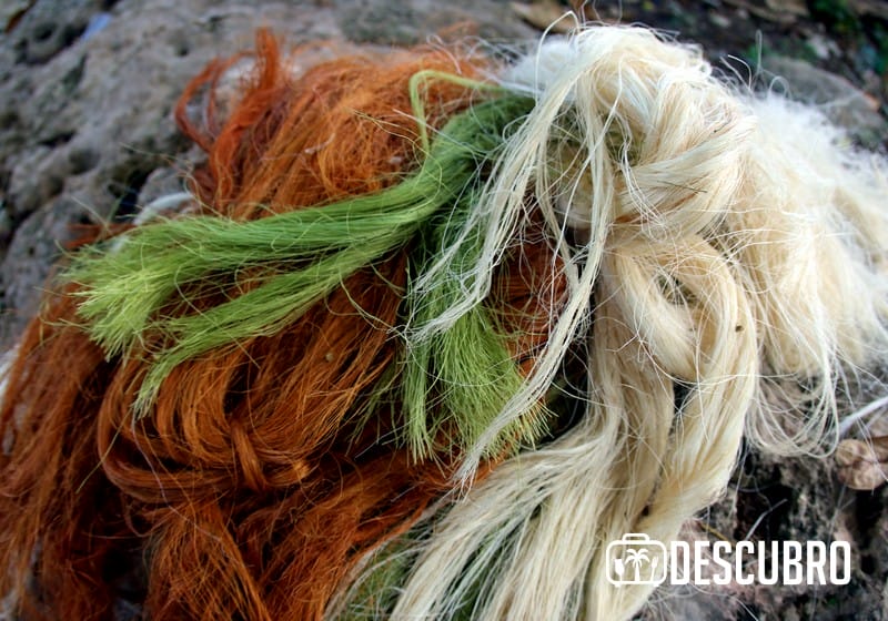 podrás ser testigo de los diferentes procesos de transformación de la fibra del henequén, mundialmente conocido como "Oro Verde". Foto: Darío Celís