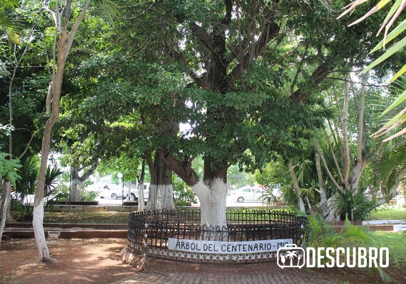 En el parque hay varias zonas en donde podrás relajarte bajo la sombra de los árboles  