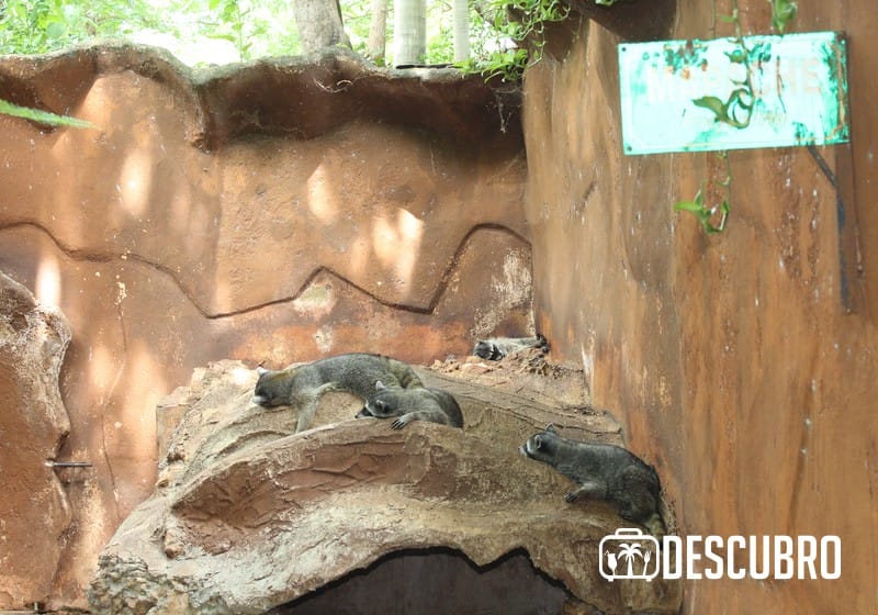 Los animales del zoológico el centenario son muy visitados por turistas y locales