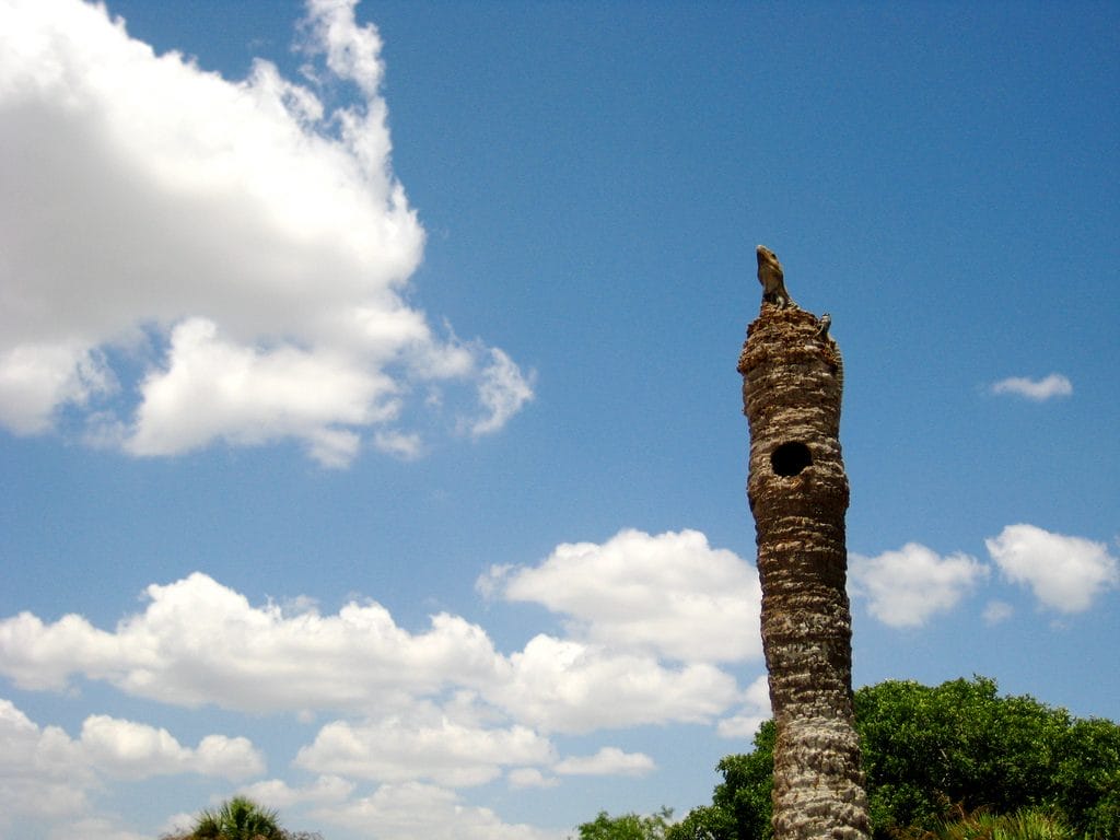 Imagen del sitio arqueológico de Xcambó