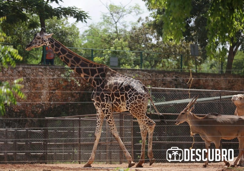 Animales del Zoológico de Mérida. Imágenes del parque zoológico de Animaya.-(Notimex-Hugo Borges)