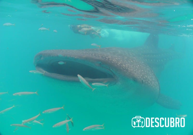 Este espectáculo sólo se puede apreciar de junio a septiembre