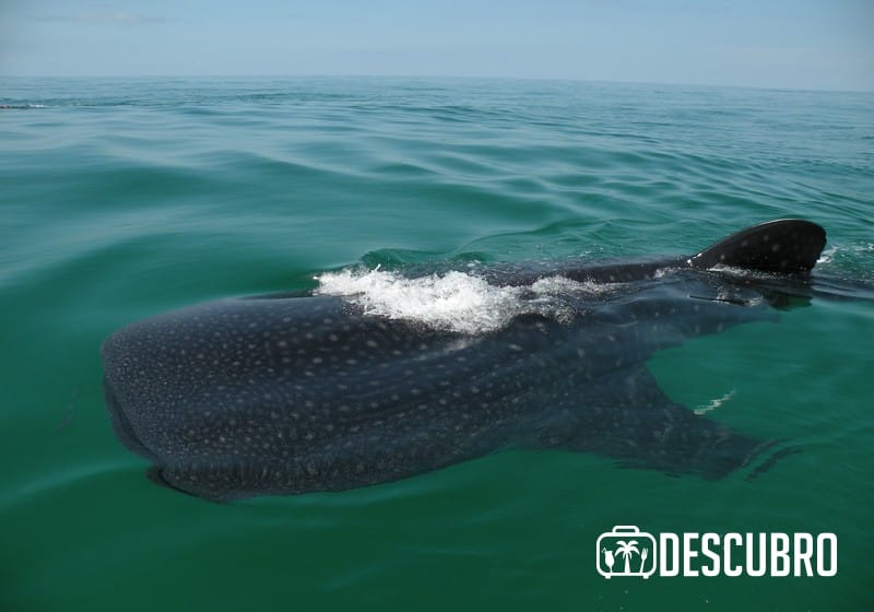 A tan solo 10 minutos en bote se encuentra Isla Pasión. 