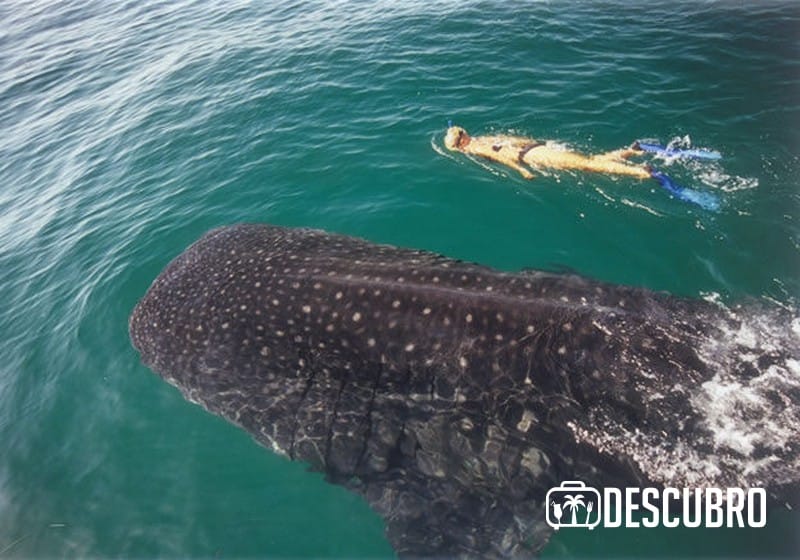 El atractivo principal de este destino es el nado con el tiburón ballena 