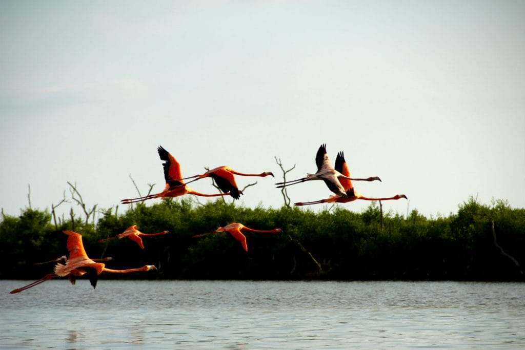 Flamingos volando, son uno de los mayores atractivos del manglar.-Foto de HeyCancún