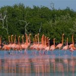 Flamingoos en el mar.-Foto de HeyCancún