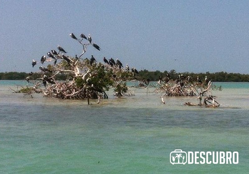 La Isla de los Pájaros es un enorme nido de aves donde verás decenas de fragatas, garzas y pelícanos tomando el sol o en busca de su comida. 