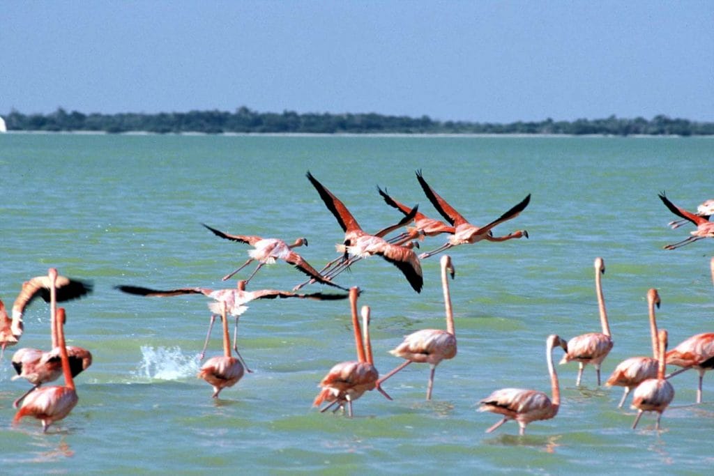 Por qué son rosados los flamingos