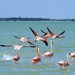 Por qué son rosados los flamingos