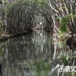 Manglares de Yucatán