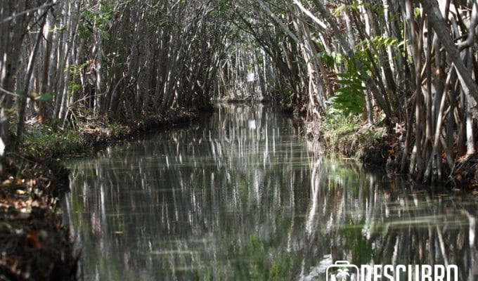 Manglares de Yucatán