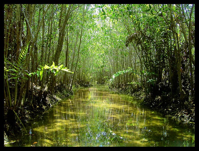 Foto de los manglares de San Crisanto.- Foto de Pichu Castro en Flickr