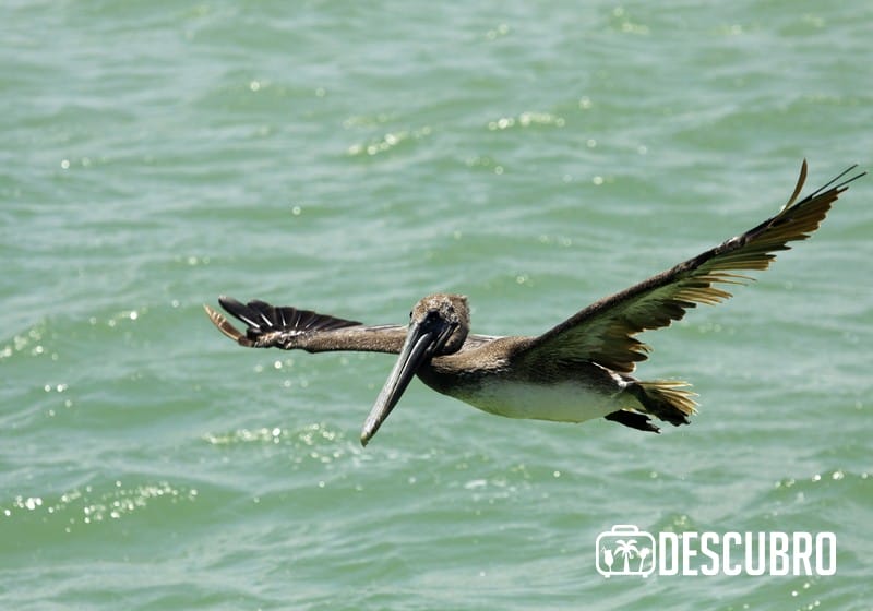 Las aves son un atractivo natural de este puerto yucateco