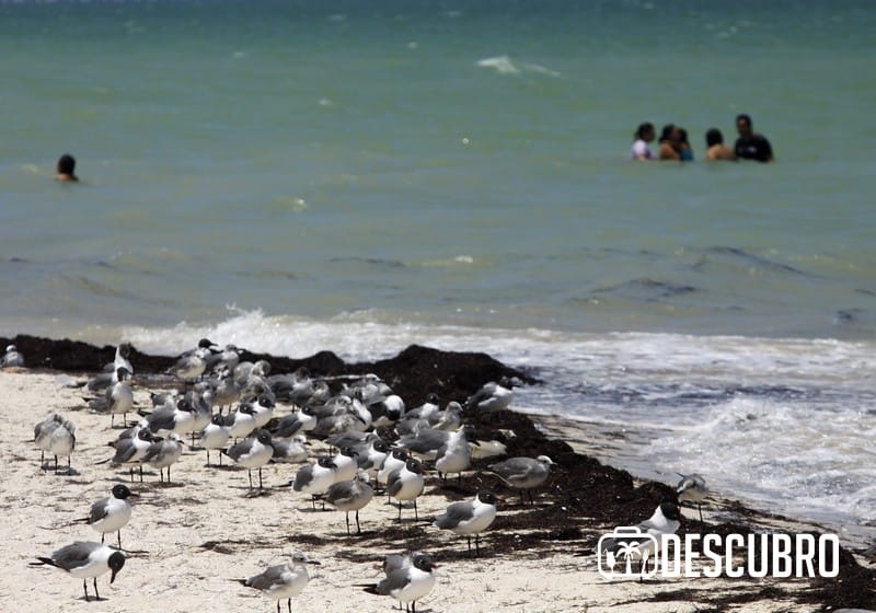 En Chicxulub encontrarás una gran cantidad de aves 