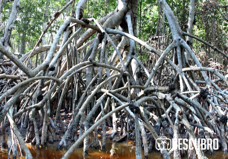 Manglares de Yucatán Su función es maravillosa, pues no solo interviene en conservar la calidad de las aguas. Foto: Ramón Celis Perera