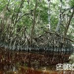 Los manglares son ecosistemas propios de las costas, nacen en un ambiente híbrido entre lo terrestre y lo marino