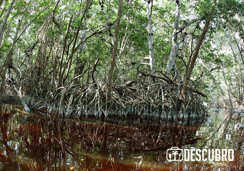 Los manglares son ecosistemas propios de las costas, nacen en un ambiente híbrido entre lo terrestre y lo marino.Fotos de la Reserva de la Biósfera de Celestún.- Ramón Celis Perera