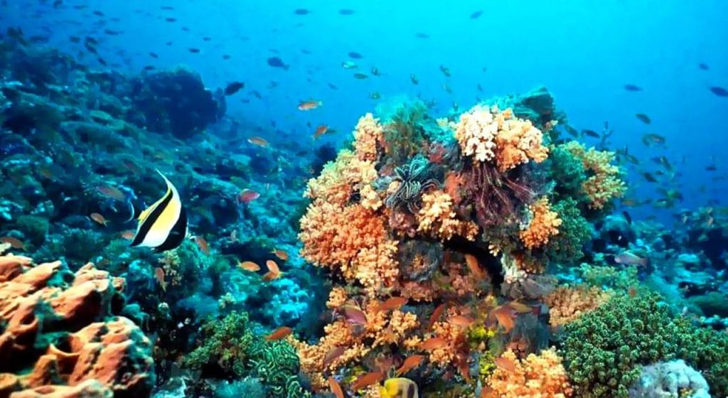 El Parque Nacional Arrecife Alacranes constituye un área natural protegida de gran importancia en México,