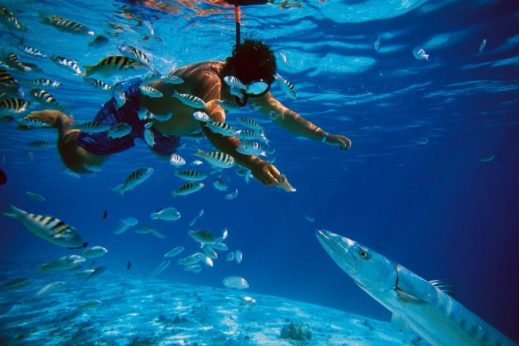 Estos arrecifes coralinos son el perfecto hábitat para una infinidad de peces como el mero, el pez papagayo, el arlequín, cardenal, mariposa, algunas ballenas, delfines, calamar, raya, tiburones, tortugas, langostas y un sinnúmero de moluscos que podrás conocer con tan solo sumergirte