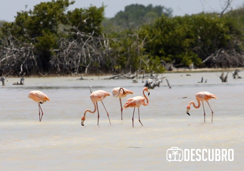En el kilómetro 29 de la carretera costera (justo en este puerto) se puede apreciar un pequeño parador improvisado para ver flamingos