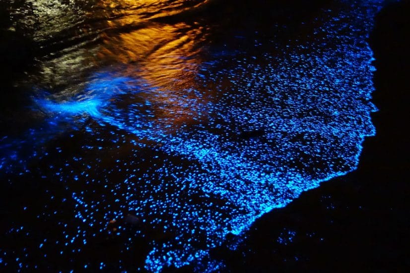 En algunas playas de Yucatán como Santa Clara y Dzilam de Bravo, se puede apreciar la bioluminiscencia