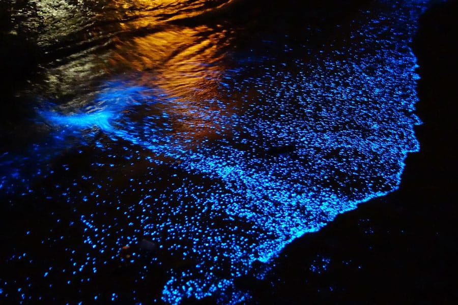 En algunas playas de Yucatán como Santa Clara y Dzilam de Bravo, se puede apreciar la bioluminiscencia