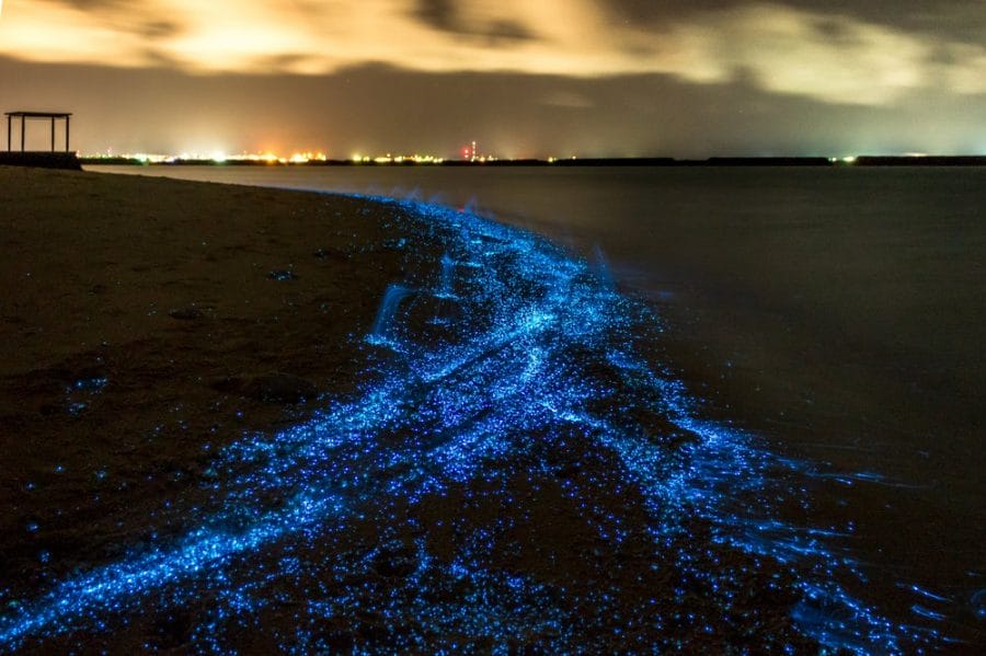 En Holbox desde 2016 se ha llevado a cabo en el mes de marzo el Festival de Bioluminiscencia