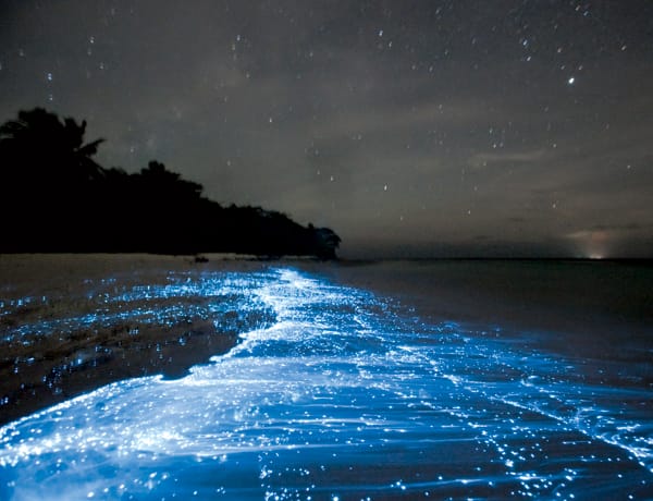 Conoce las playas bioluminiscentes en la Península de Yucatán