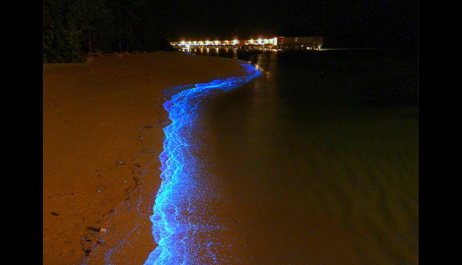 El fenómeno de bioluminiscencia es un espectáculo que atrae a turistas de todas partes del mundo