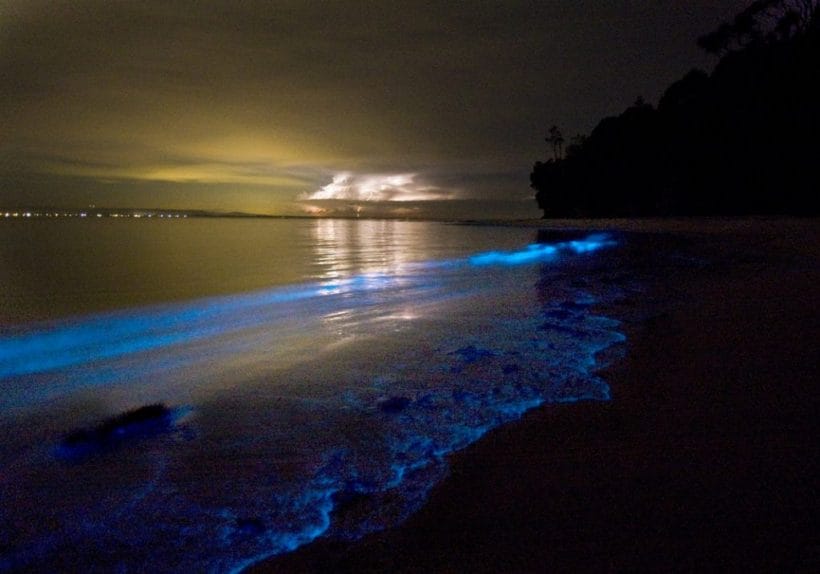 Así es como se ve el fenómeno de bioluminiscencia en la península de Yucatán