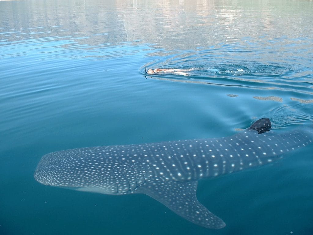Disfruta del nado con el tiburón ballena.- Foto Nubes de Holbox