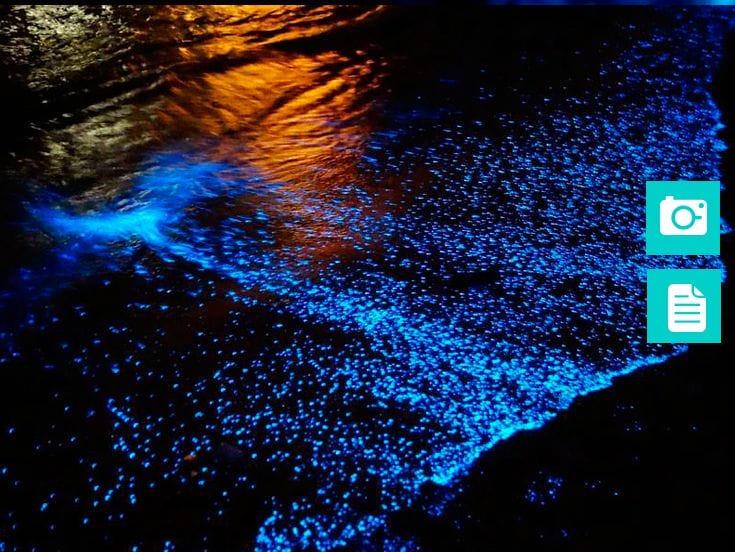 Bioluminiscencia en Holbox 2018