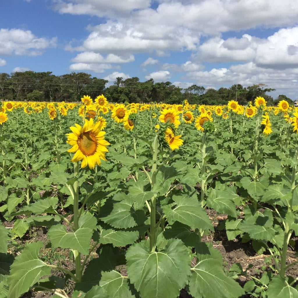 Plantación de girasoles en Tabasco; Diario Presente