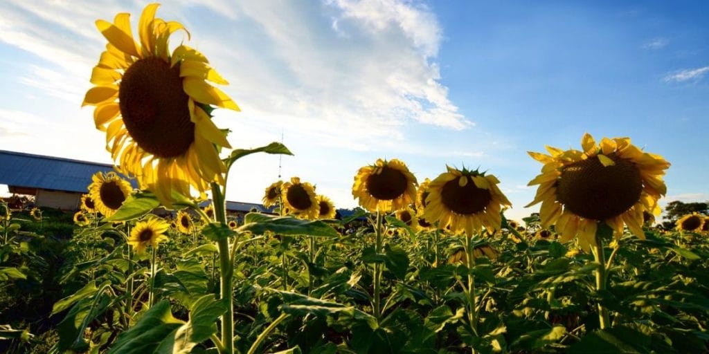 Al atardecer los girasoles "descansan" esperando la puesta del sol. Diario Presente