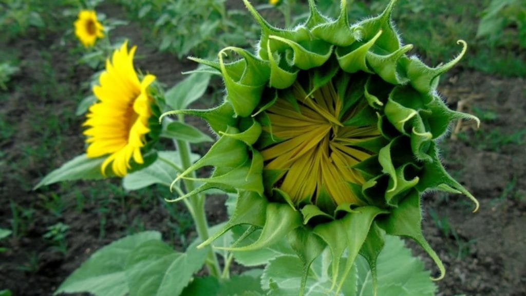 El santuario de los girasoles, se encuentra en el municipio de Balancán .Tabasco Hoy