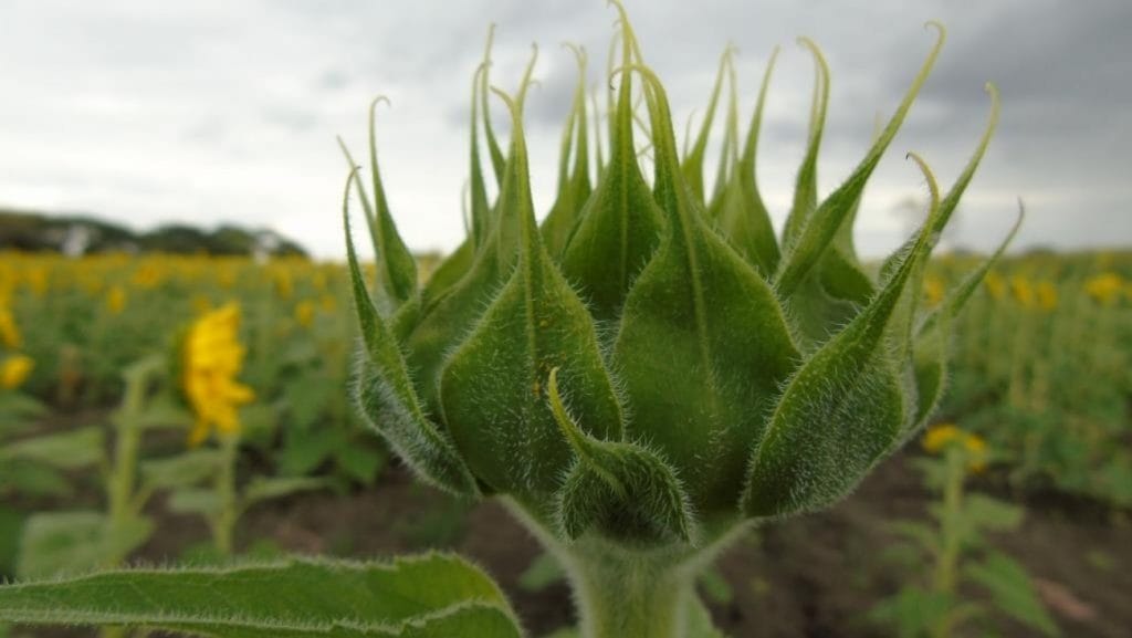 El santuario se trata de un cultivo de 11 hectáreas.Tabasco Hoy