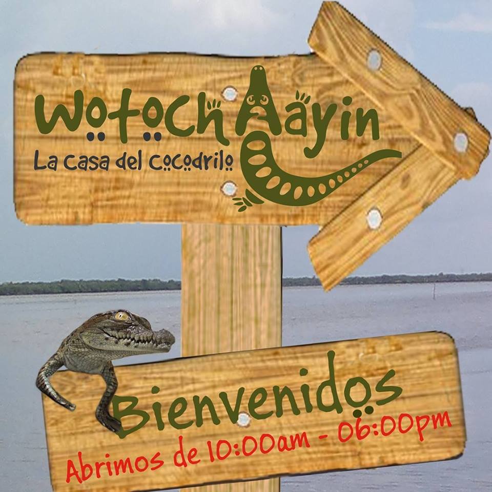 Wotoch Aayn es una sociedad dedicada a la reproducción, engorda y comercialización de la piel y la carne del cocodrilo Moreletii..- Foto de Wotoch Aayin