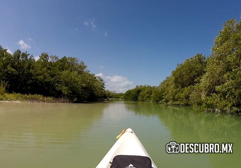 Imagen de un viaje en Kayak por los canales de manglares en Holbox