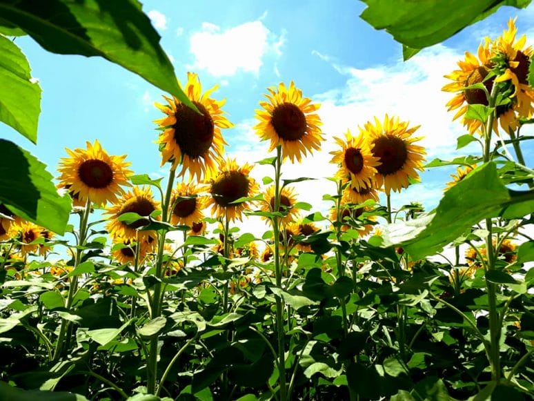 Ubicado en el estado de Tabasco se ubica un auténtico santuario dedicado a los Girasoles.