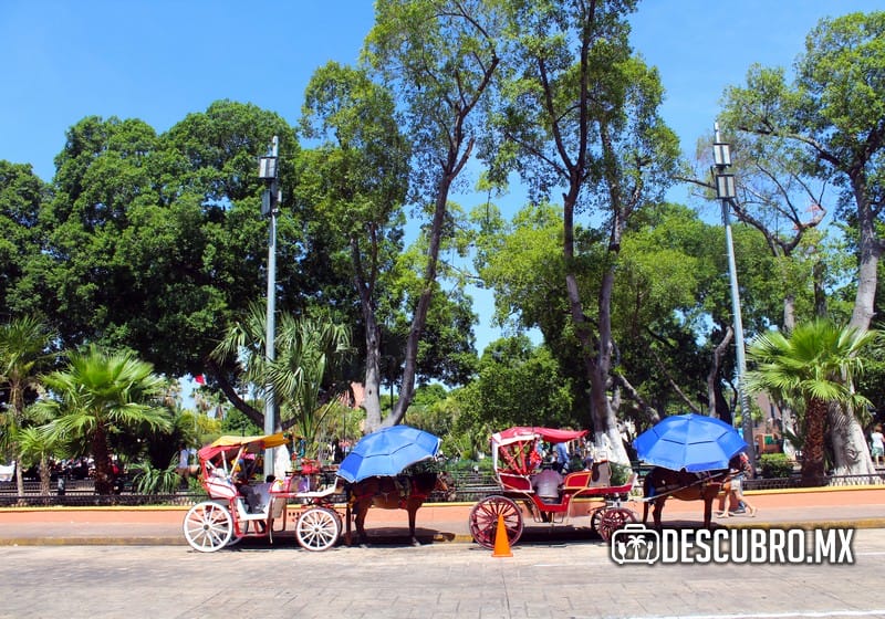 Las calesas le dan un toque tradicional a la ciudad capital
