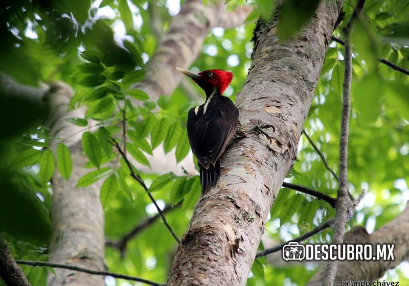 Imagen de la Zona Arqueológica de Muyil - Flickr Rolando Chavez Diaz