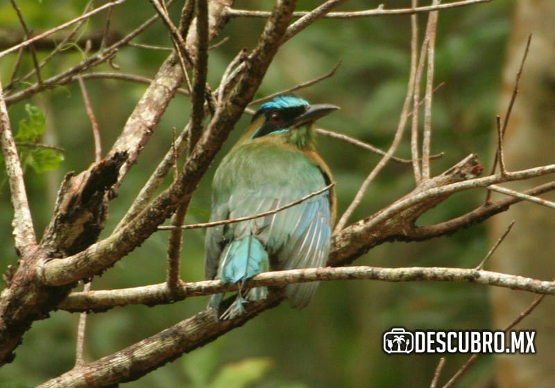 Imagen de la Zona Arqueológica de Muyil - Flickr Sam