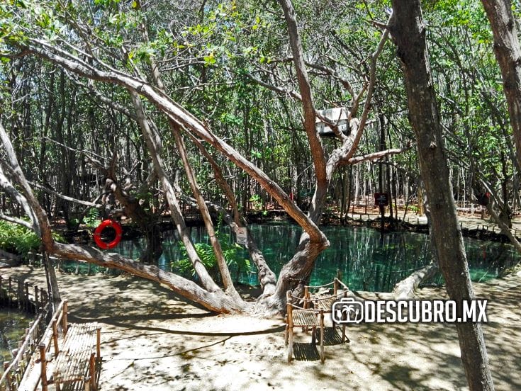 Los árboles mangles son los reyes del manglar. En la imagen: El Corchito