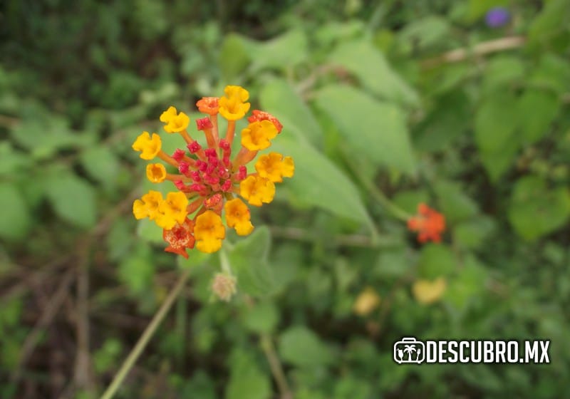 Imagen de la Zona Arqueológica de Muyil - Flirckr Elisabeth Laposata