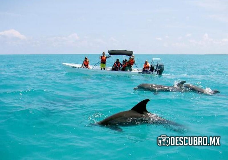 Imagen de avistamiento de delfines en Punta Allen