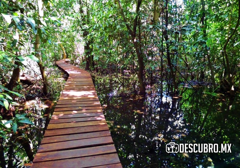 Imagen de la Zona Arqueológica de Muyil - Flickr Rolando Chavez Diaz