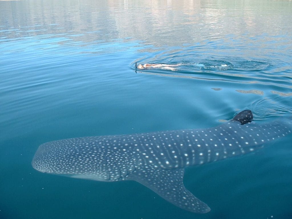Descubre la belleza del Tiburón ballena en Holbox