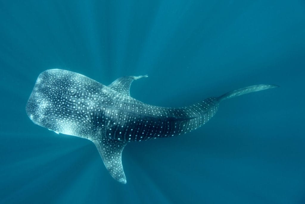BNo te pierdas la experiencia de nadar con el Tiburón ballena en Holbox